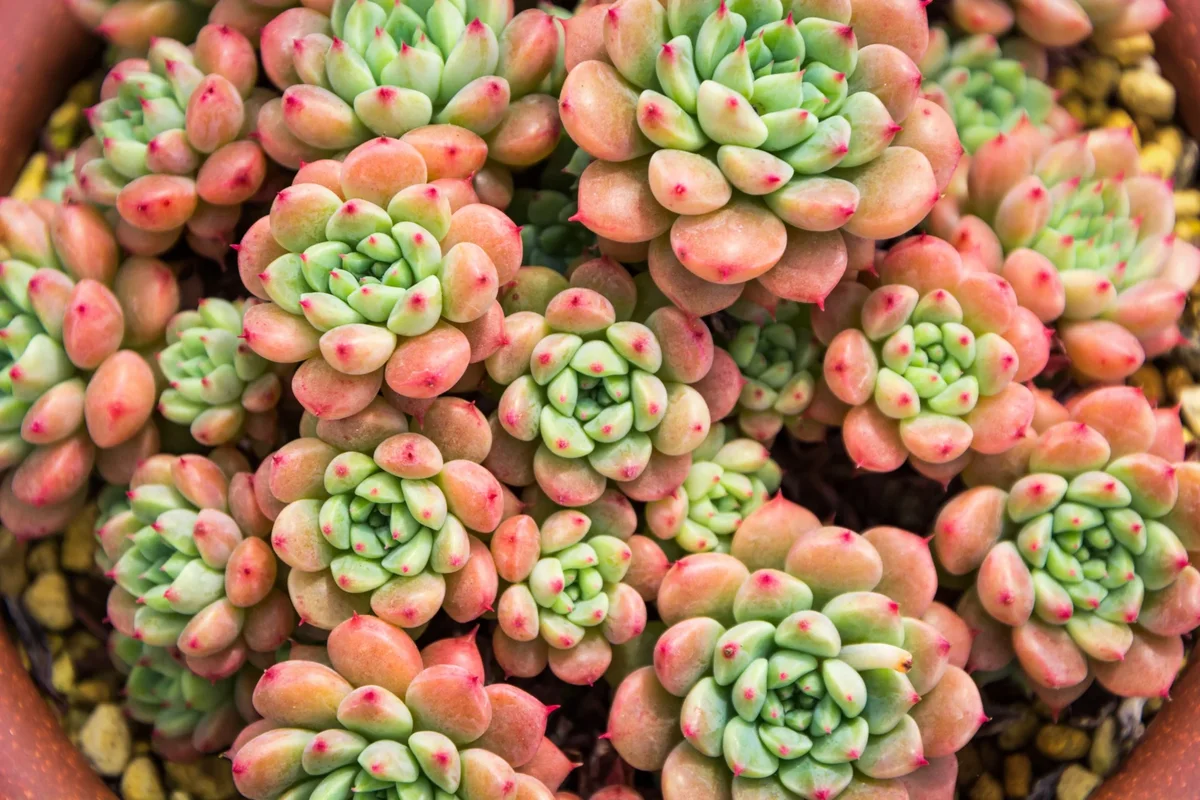 plante grasse