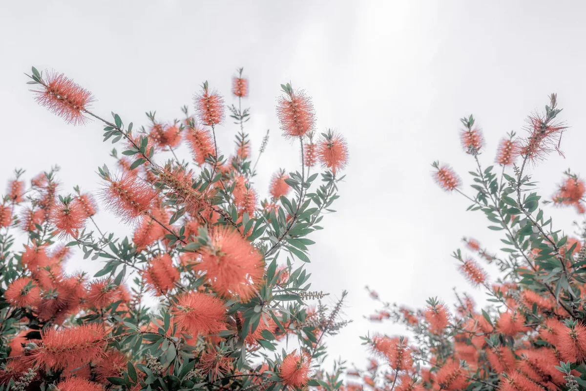 Différentes variétés de Callistemon dans un jardin fleurissant