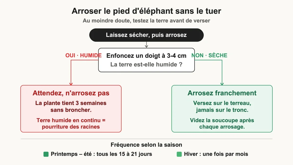 Jardinier vérifiant l'humidité du sol pour arroser un beaucarnea