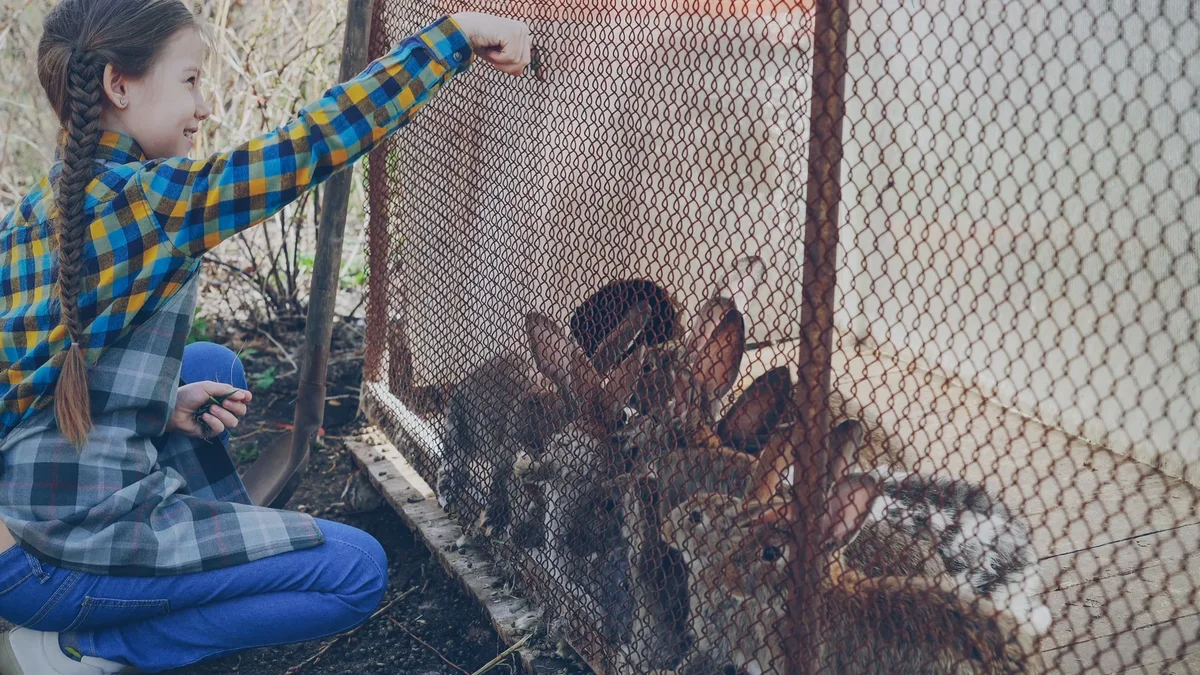Enclos extérieur pour lapins avec des zones d'ombre et de jeu