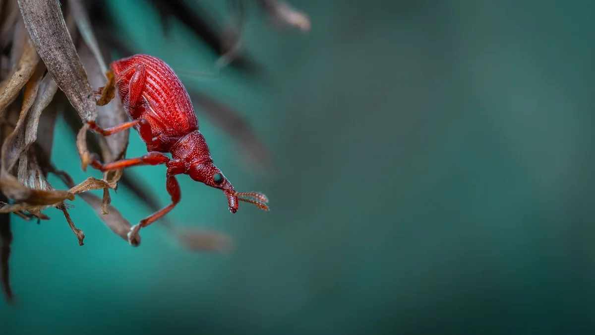 Maûres rouges infestant une plante, représentant un ravageur agricole courant