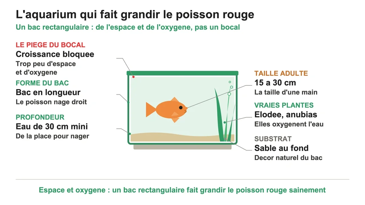 Aquarium rectangulaire avec un poisson rouge adulte nageant parmi le sable et une plante aquatique